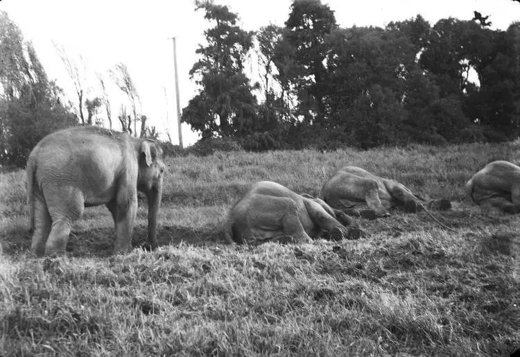 Circus elephants, Waiuku, 1950s