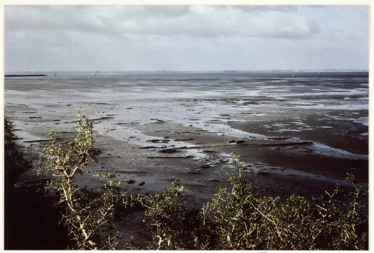 Ihumatao fossil forest, Māngere, 1980