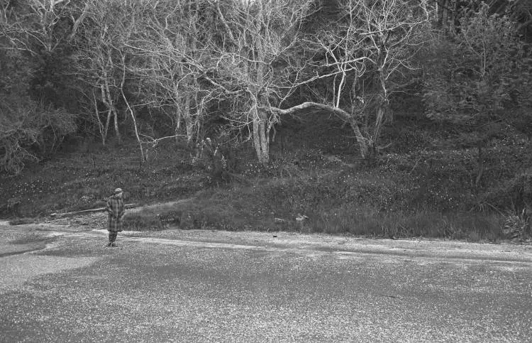 Midden site on Luckens Reserve foreshore, West Harbour.