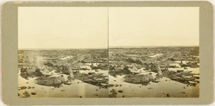 Sunken kauri forest at Ihumatao, Māngere, 1923