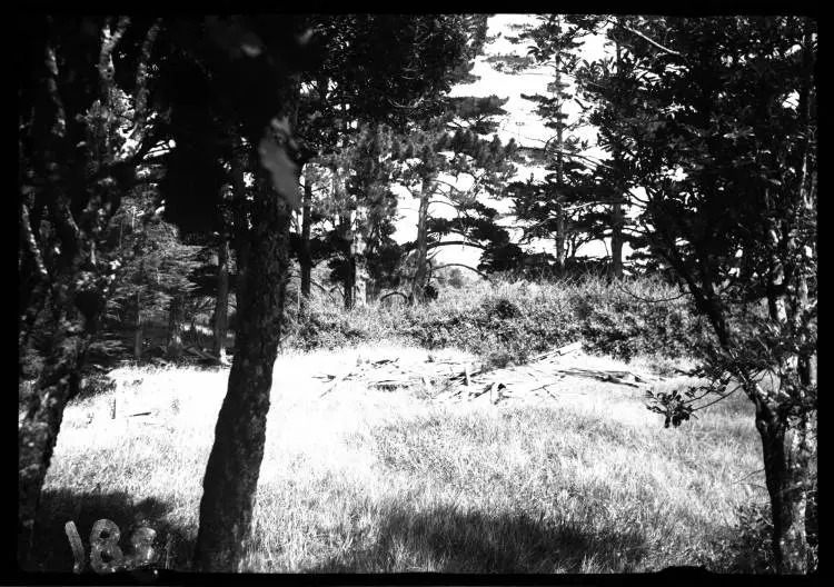 House remains, Cascade Kauri Park, Waitakere Ranges.