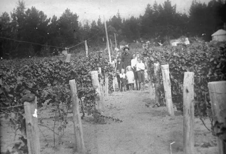 Franich family group in vineyard, Henderson.