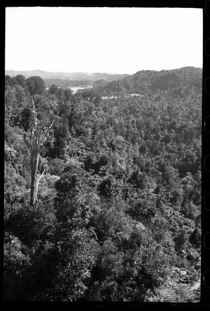 Cascade Kauri Park.