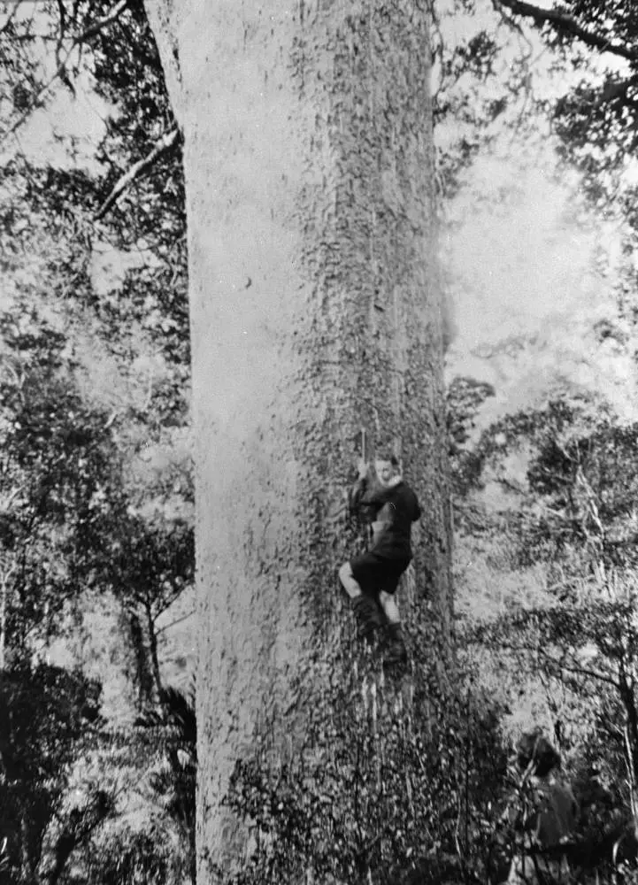 Climbing a kauri tree, Anawhata.