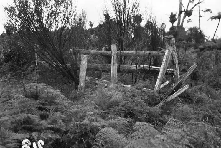 Remains of stockyards, Cascade Kauri Park, Waitakere Ranges.