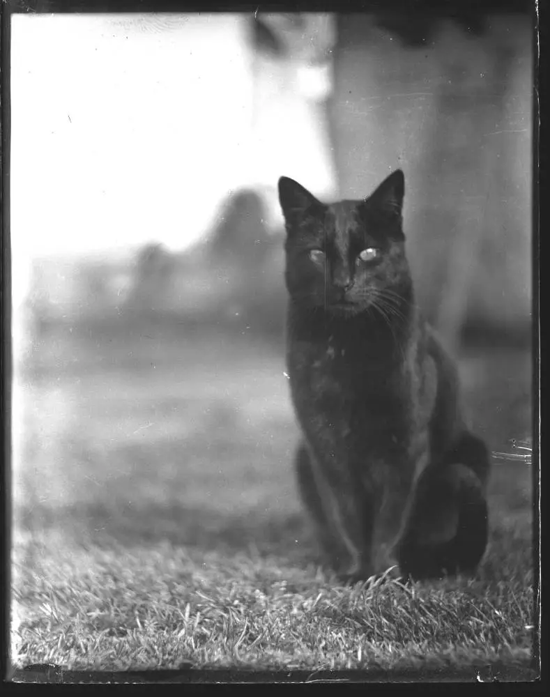 The Morris family cat.