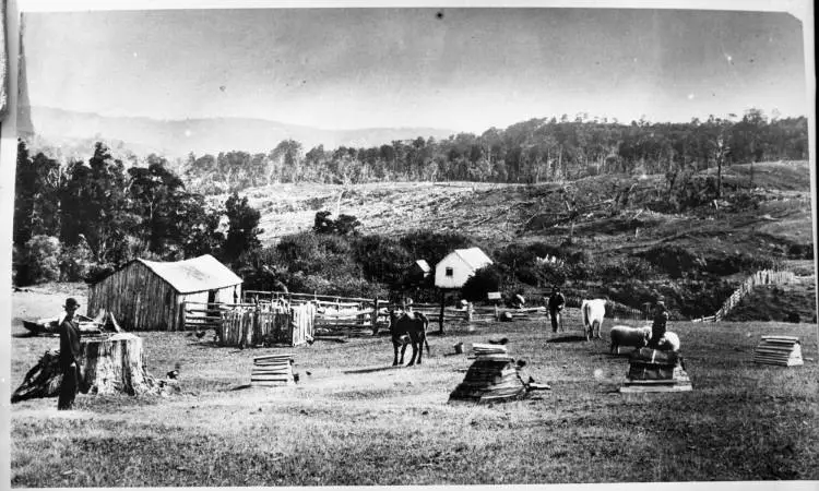 Sisam farm, Cascade Kauri Park, Waitakere Ranges.