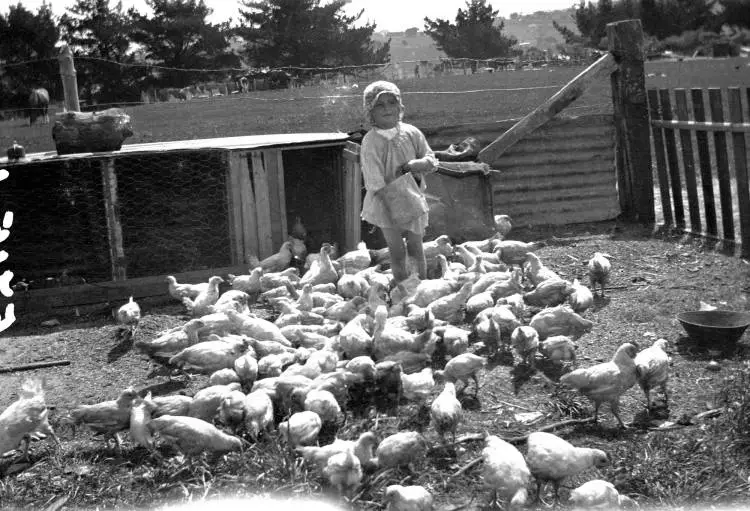 Child feeding chickens, New Lynn.