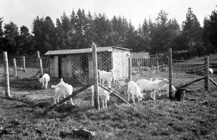 Goats in a pen, Swanson, 1958