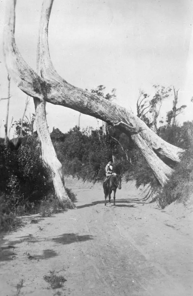 Tree arch over West Coast Road.