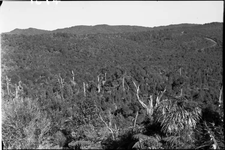 Scenic Drive to coast, Waitakere Ranges.