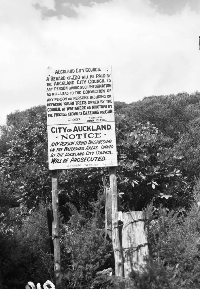 City of Auckland notice about bleeding kauri trees for gum, Anawhata.