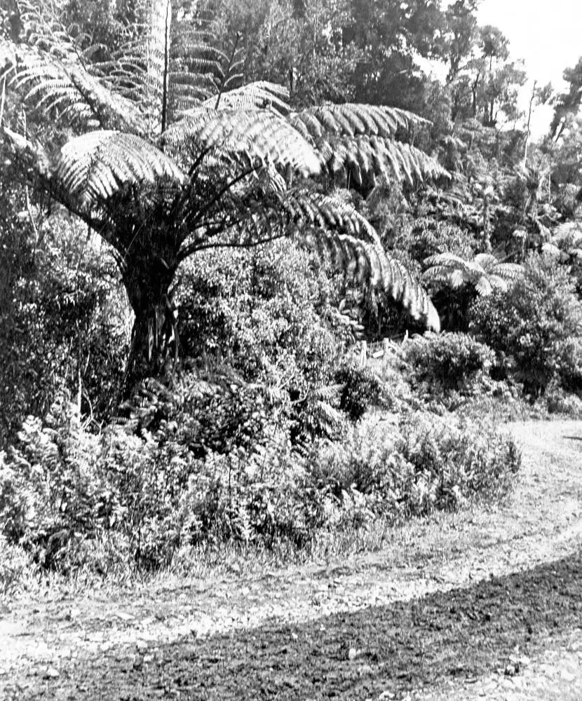 West Coast Road, Waitakere Ranges.