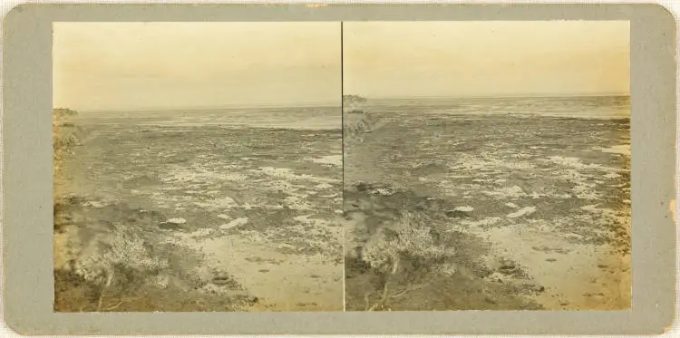 Sunken kauri forest at Ihumatao, Māngere, 1923