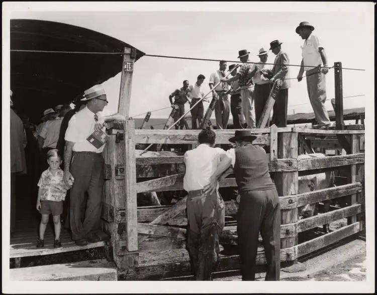 At the saleyards, Westfield, 1959