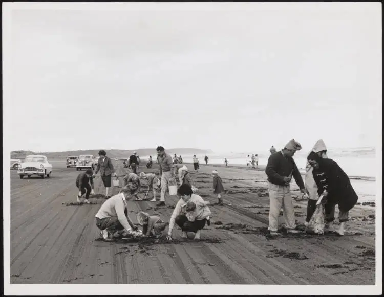 Digging for toheroa at Muriwai Beach, 1962