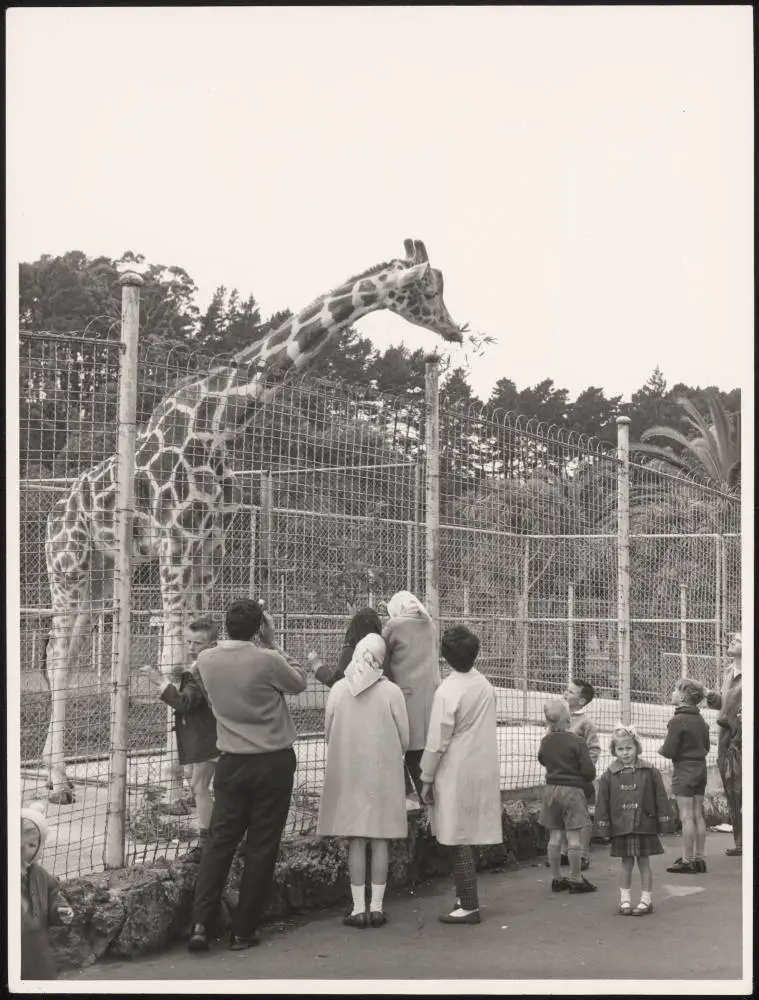 A giraffe at the Auckland Zoo