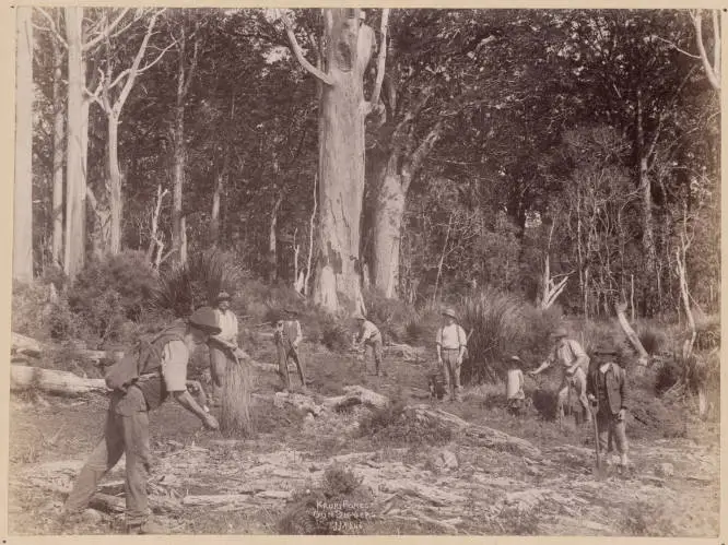 Kauri Forest Gum Diggers