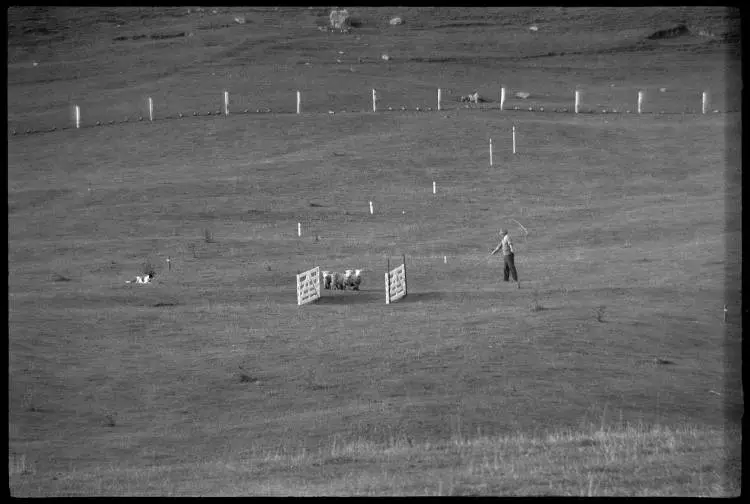 Man and dog herding sheep at New Zealand National Dog Trials Championship