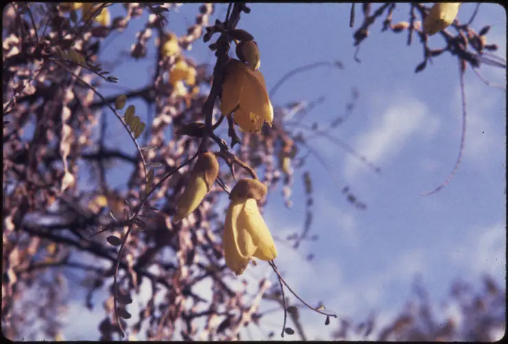 Kowhai