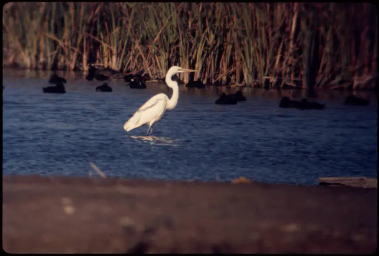 White Heron, 1972