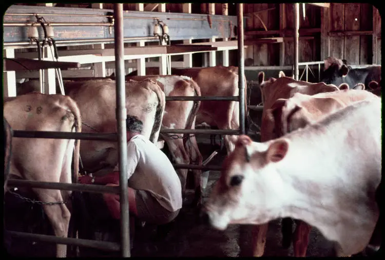 Inside the cowshed on Barkers' Farm, Waikato, 1962