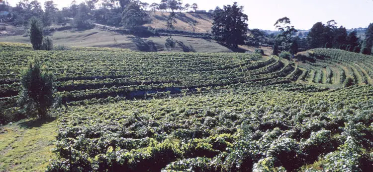 Western Vineyards, Henderson Valley, 1973