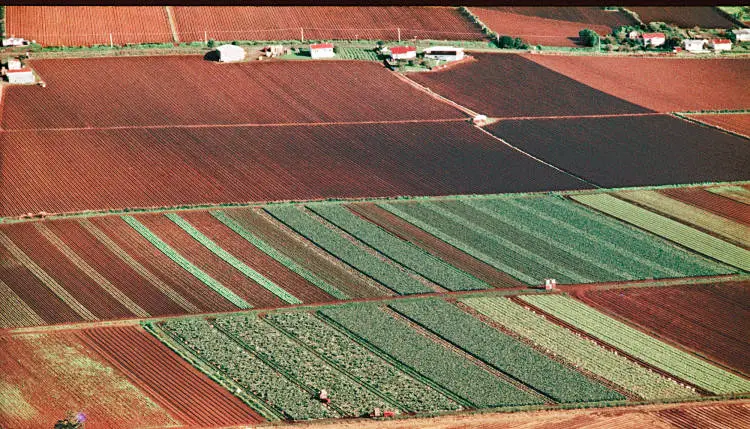Pukekohe market gardens, 1973