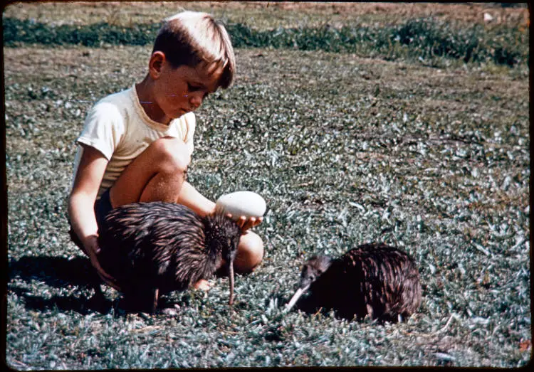 Boy with kiwi, 1966?