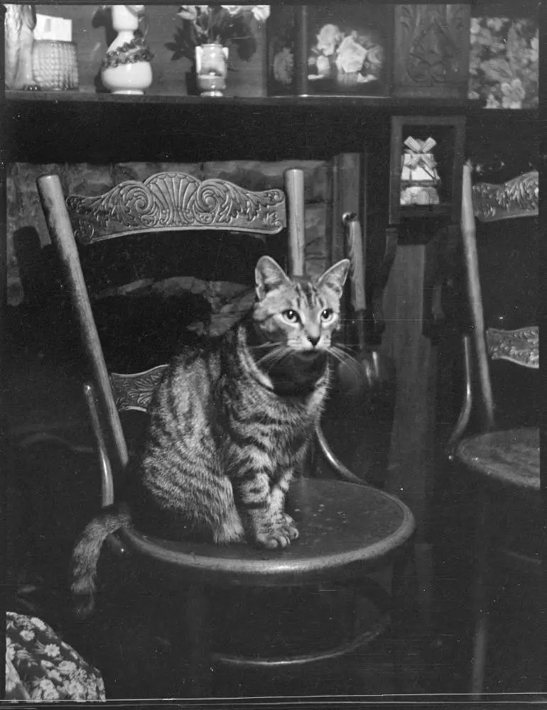 A cat sitting on a chair