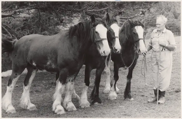 Clydesdales and owner, Te Kauwhata, 1979