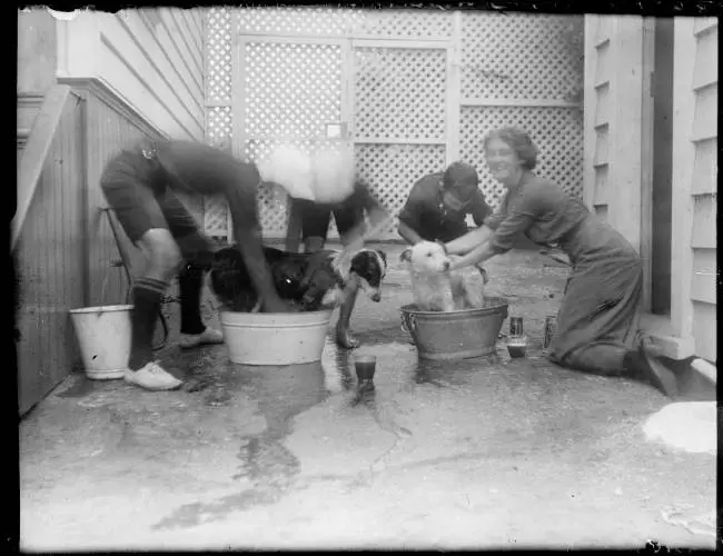 Washing the dogs in tin tubs