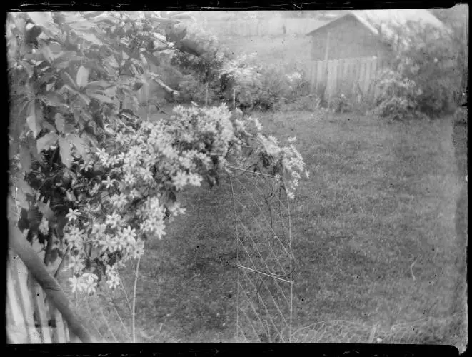 A flowering plant on a trellis