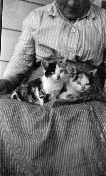 Cats in mother's lap