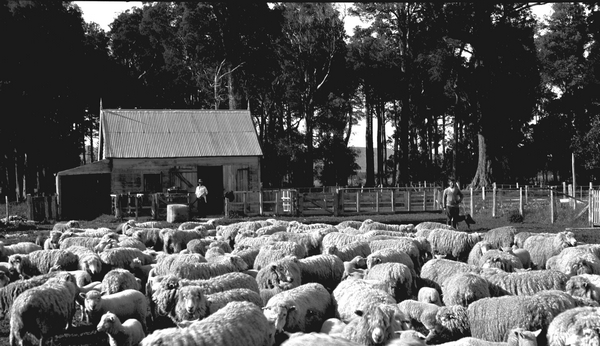 Shearing at Homebush