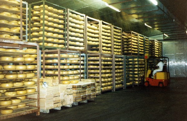 Forklift moving gouda cheese at Greytown Co-operative Dairy Company factory