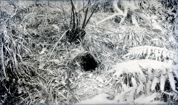 Kiwi nest : Photograph