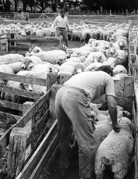 Drafting lambs at Kahumingi