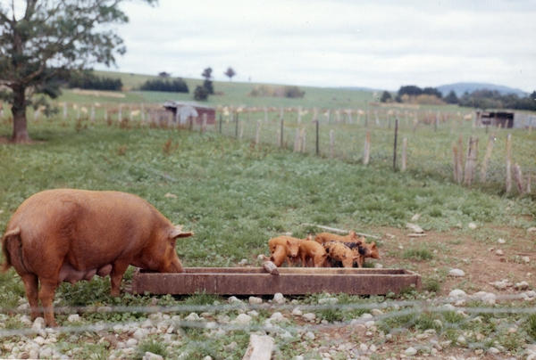Pig with piglets: photograph