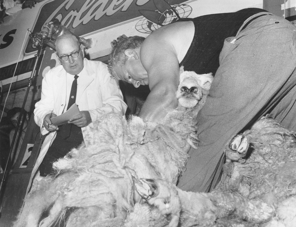 Godfrey Bowen shearing : digital image