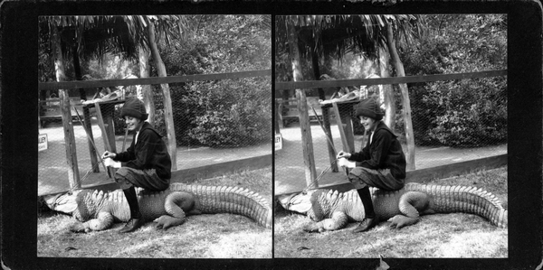 Beauty and the beast at the Alligator Farm in Los Angeles : Stereograph