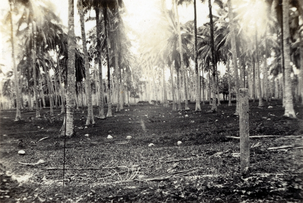 Coconut plantation, Samoa : digital image