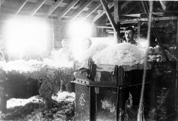 Sorting sheep fleeces in the woolshed at Blairlogie Station