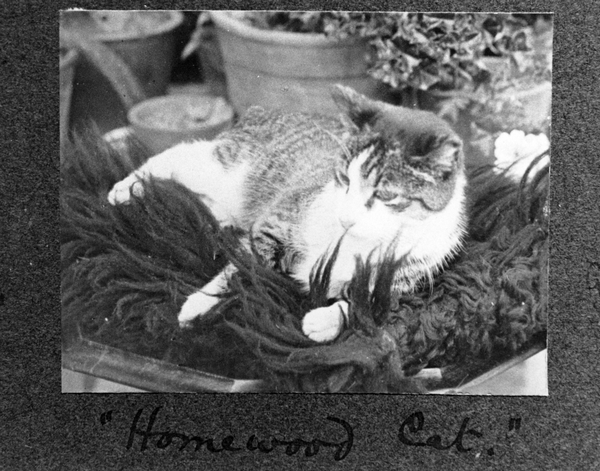 Photograph: Cat at Homewood homestead
