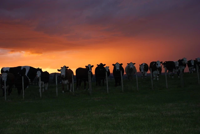 Waikato sunset