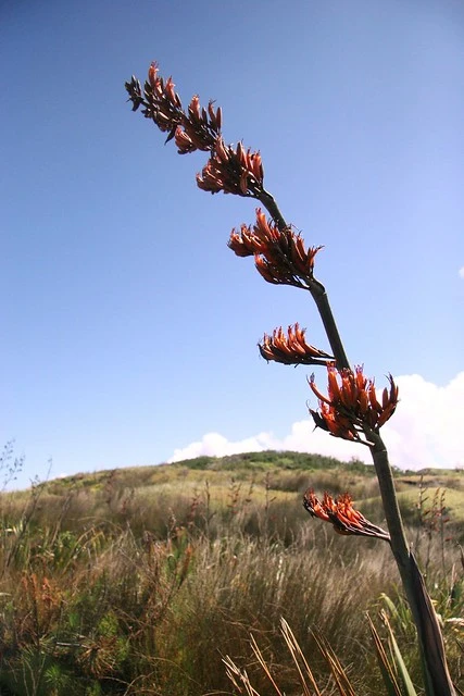 Flax Flower