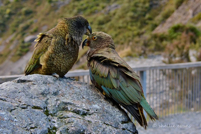 Kea- Adult & Juvenile, Arthurs Pass, NZ