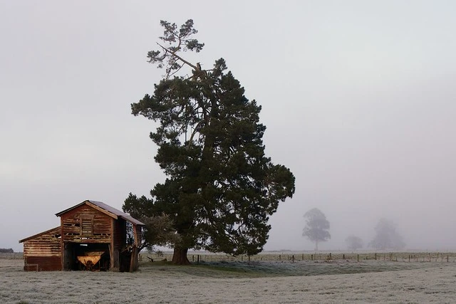 Old farm shed - Totara Flat.