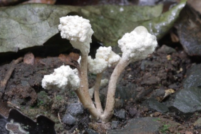 Fungi, Isaria sinclairii, Provides a drug for Multiple Sclerosis