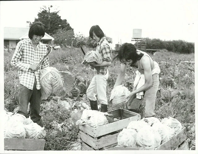 Pukekohe Chinese Market Gardeners